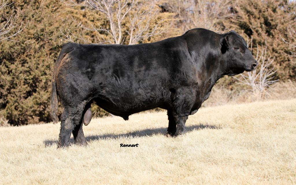 Twister Twister is a purebred bull we raised and sold to Thorstenson s. He is a big growth PB gelbvieh bull who ranks in the top 15% for $Cow, top 15% for FPI, and top 1% for EPI.