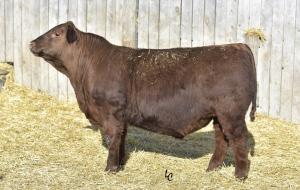 He is a very deep bodied and sound structured bull that excels in birth to yearling weight spread and is balanced in his EPD profile.