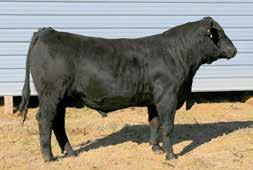 Simmental & SimAngusBulls Page 3 16 HOLLAND`S BLK A370 ASA #: 2867145 BD: 9/21/13 Tattoo: A370 78 HOLLANDS BLK U805 818 HOLLANDS BLK PD LADY 1177 6.6 1.2 46.1 67 2.6 21.5 44.6 19.7 12.4 11.8-0.31 0.