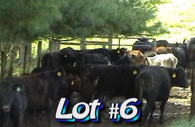 LOT 6 Tim Riley Farms P.O. Box 219 Hamptonville, NC 27020 336-469-2117 Cattle are located in Bland, VA No.