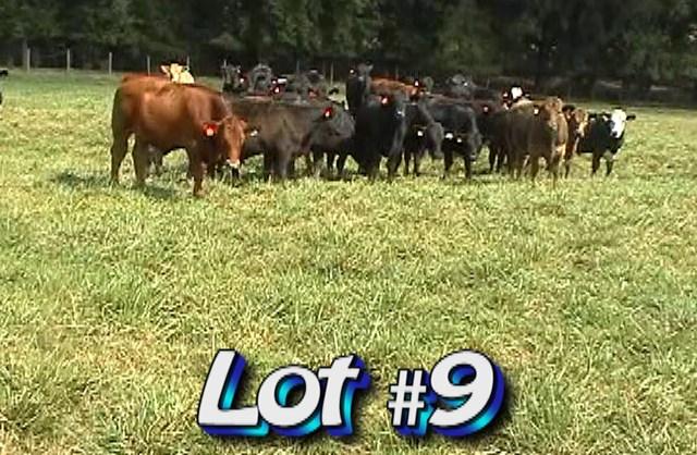 LOT 9 Satterwhite Farm 1144 Gary s Lane Newberry, SC 29108 No. Head: Approximately 1 load steers Estimated Weight: 800 lbs Weight Range: 750-850# Description: Approx.