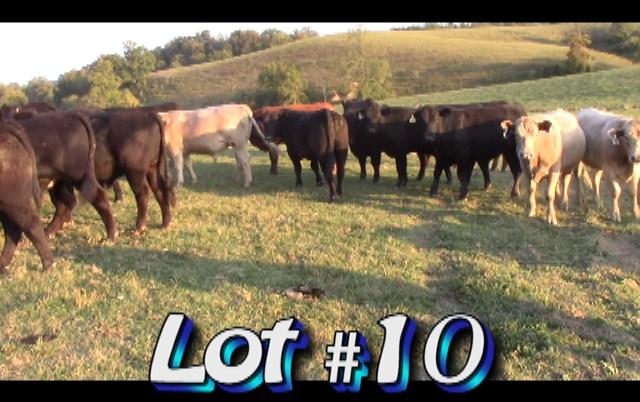 LOT 10 Randy Hodge & Son Steers are in White Pine, TN No. Head: Approximately 2 loads steers Estimated Weight: 980 lbs Weight Range: 900-1050# weight stop 1030# Description: Approx.