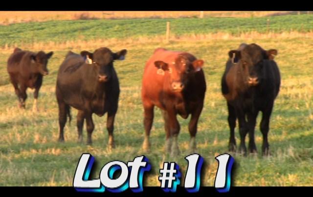 LOT 11 Randy Hodge & Son Steers are in White Pine, TN No. Head: Approximately 57 steers from 66 Estimated Weight: 850 lbs Weight Range: 780-930# weight stop 900# Description: Approx.