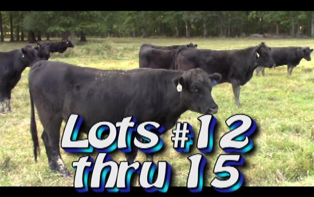 LOT 13 Randy Hodge & Son Steers are in White Pine, TN No. Head: Approximately 57 steers from 66 Estimated Weight: 900 lbs Weight Range: 850-1000# weight stop 950# Description: Approx.