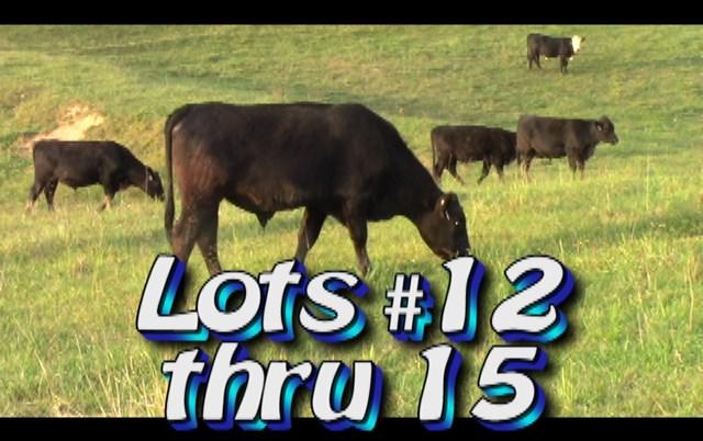 LOT 14 Randy Hodge & Son Steers are in White Pine, TN No. Head: Approximately 114 steers from 120 (2 loads) Estimated Weight: 900 lbs Weight Range: 850-1000# weight stop 950# Description: Approx.