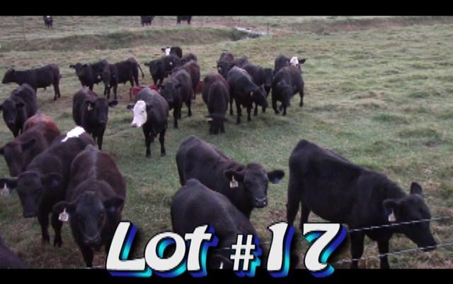 LOT 17 Randy Hodge & Son Steers are in White Pine, TN No. Head: Approximately 1 load steers Estimated Weight: 850 lbs Weight Range: 800-950# weight stop 900# Description: Approx.