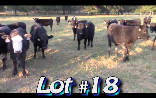 LOT 18 Randy Hodge & Son Steers are in White Pine, TN No. Head: Approximately 114 steers from 120 (2 loads) Estimated Weight: 970 lbs Weight Range: 900-1050# weight stop 1020# Description: Approx.