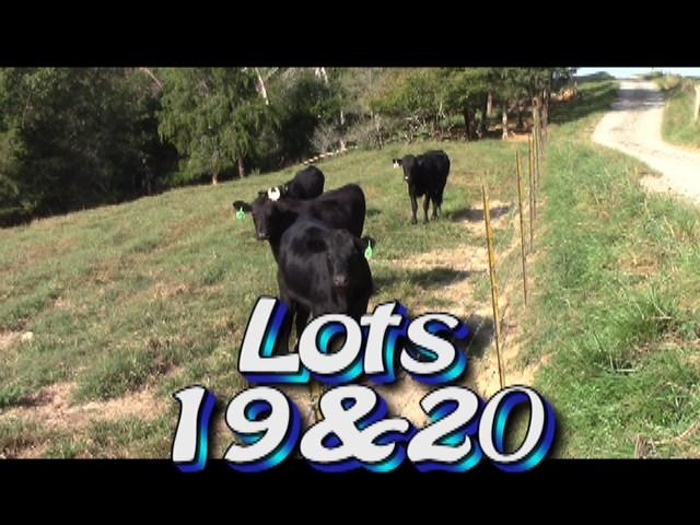 LOT 19 HCCA Rogersville, TN No. Head: Estimated Weight: Approximately 1 load steers 800 lbs Weight Range: 700-900## Description: Approx.