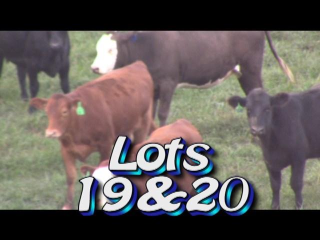 LOT 20 HCCA Rogersville, TN 40 belong to 1 producer No. Head: Approximately 1 load heifers Estimated Weight: 750 lbs Weight Range: 650-800# Description: Muscling: Vaccinated: Approx.