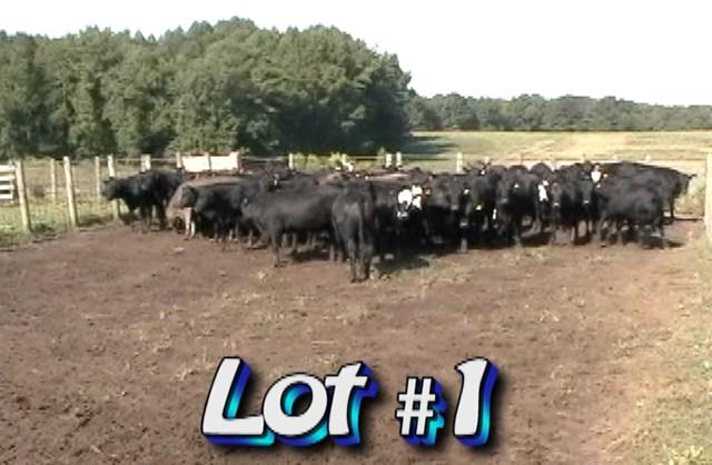 LOT 1 Wayne Edwards 470 Melton Bridge Rd Whitakers, NC 27891 252-907-5669 No. Head: Approximately 73 steers from 120 Estimated Weight: 735 lbs Weight Range: 680-775# Description: Approx.