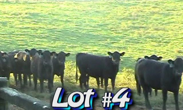 LOT 4 Tim Riley Farms P.O. Box 219 Hamptonville, NC 27020 336-469-2117 No. Head: Approximately 66 heifers Estimated Weight: 750 lbs Weight Range: 700-800# Description: Approx.