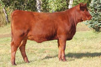 Nissen Corey A Reds selected a full sister as the $8500 pick from Reds On Ice - we also have full sibling embryos on offer in this sale and Bet On Red.