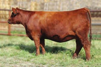 020 This dark red Detour daughter comes from a strong cow family. Moderate birth weight and above average performance.