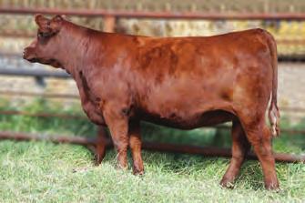 Note that the sire and dam in this pedigree both trace back to Jinny 26C a cow treasured by the Kaufman s at South View. Her dam 50M production record averages WI 100 YI 101.