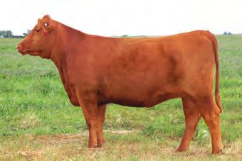 21 MARB 0.29 FAT-0.03 65Y is a high quality heifer with a little different pedigree. She is going to make a great cow.