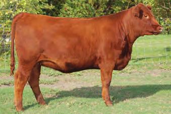 Exposed May 2 - June 25/12 to Red Lazy MC Forum 223Y - carrying a bull calf. 32 BW RED LAZY MC SPARKLES 67Y CBM 67Y March 4.