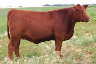 24 MARB 0.25 FAT-0.03 113Y is a young Lookout daughter out of a great cow family.