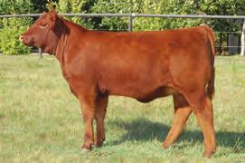 4 WW 50 YW 78 M 22 TM 47 REA 0.09 MARB 0.35 FAT-0.04 We wanted to feature a young cow and 89U was our choice.