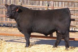 . She went on to be Junior calf champion at 2011 Agribition and class winner at 2012 US National Show, Denver. Our Direct Design daughters have really produced.