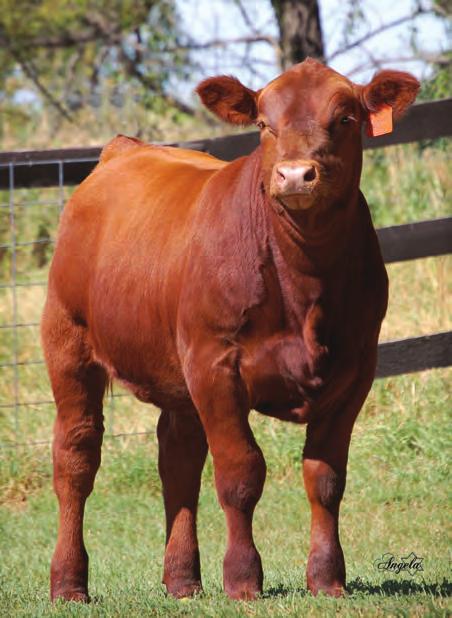 The new buyer will have until February, 2013 to select a herd bull. Some of the bull calves will be shown at Agribition and Denver.