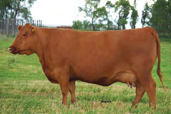 Embryos 40 RED SSS SOLDIER 365W X RED LAZY MC STAR 185M One package of 3 exportable embryos - Guaranteed one pregnancy RED SVR KNIGHT 73P RED SVR KNIGHT 236T RED SOUTH VIEW MISS MAXI 45H RED SSS