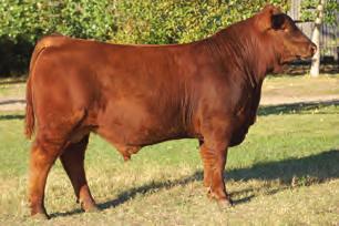 4 WW 48 YW 72 M 24 TM 47 REA 0.10 MARB 0.35 FAT 0.00 47R has been an outstanding producer with ratios on 7 calves of 109 & 103.