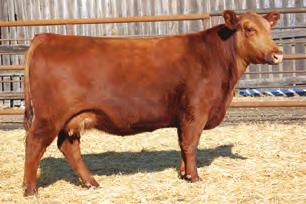 She is entered in Agribition with her stout Tradesman bull calf at side. 1/2 down sale day and balance at completion of flush.