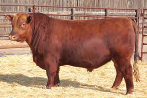 7736 35 Head of Red Angus x Simmental heifers Bred Red