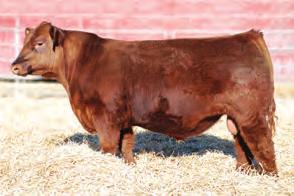 SSS Staunch 64Y Service sire to Chinook Ranch heifers Red