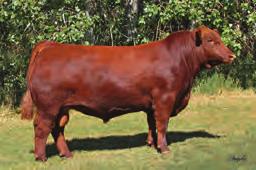 Cowboy Cut offspring. His first daughters look promising, with a couple of feature Soldier sons at side. The progeny and semen sales have been at the top worldwide! Semen available.