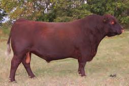 01 RED SVR KNIGHT 73P RED CROWFOOT OLE S OSCAR 2042M RED SVR KNIGHT 236T RED SSS BELLE 342S RED SOUTH VIEW MISS MAXI 45H RED SSS BELLE 612P The top selling bull in the 2010 Triple S Bull Sale at