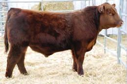 This sound made, calving ease sire with carcass quality is once again a Cow Girls feature! With his service, daughters and herd sire prospects on offer today.