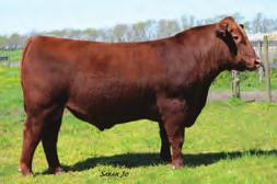 03 B C LOOKOUT 7024 LAZY MC LOOKOUT 37U RED LAZY MC STAR 185M RED 5L DIRECT DESIGN 893-6315 RED LAZY MC GOLD DESIGN 84U FLOTRE BLACK GOLD 47M 153X is a unique young herd bull and the top selling bull