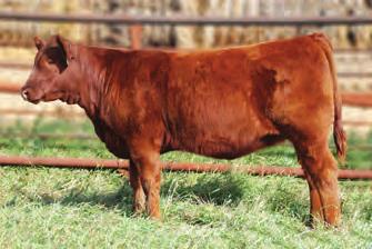 17 MARB 0.22 FAT-0.01 A very feminine Soldier daughter out of a first calf heifer that came to us from Lauron and Alalta Acres. Great disposition and style make 11Z a top prospect. Sept.