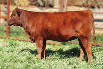 Her dam, 37N, has been a donor for us. 61Z s pedigree contains all our best sires and cow families! Sept.