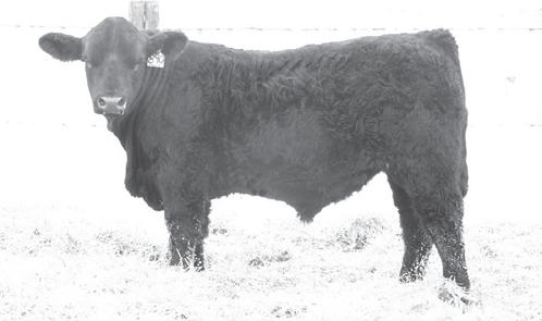 3 63 BTS Legacy 890U another Ellingon Legacy son, out of Kendra 6630. His mother Riv Kendra 6630 has been a foundation cow for BTS for many years.
