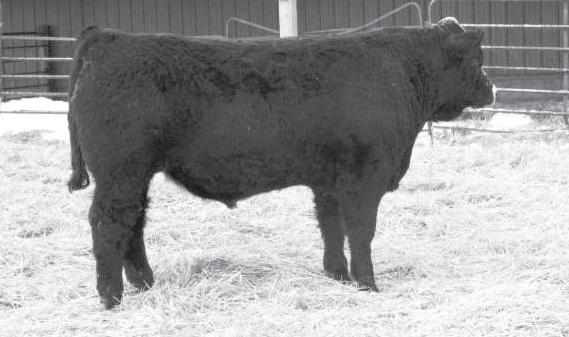 This Gunner son has been one of our favorites since he was a calf. This bull is extremely stout made with a great hip and plenty of depth of rib.