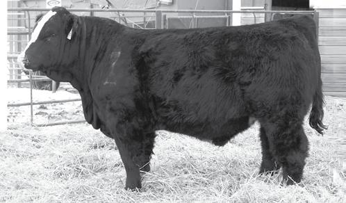 4 This ¾ blood Dream on son is out of one of our very best ½ blood 878 cows. He posted an actual weaning weight of 806 Another Dream On that is just flat-out good. Homo Black Test Pending.