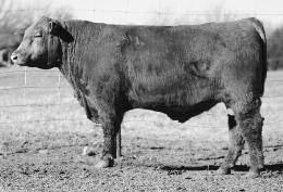 LADIES FIRST1803E MS NSF LADIES K117 MS NSF CHARISMA G601 97 55 % 58 % 5 85 47-1 3 61 100 26 8 12 6 11 0.14 0.15 34-0.03 0.01 This bull is long as a rope. He just might have an extra rib in him!