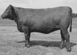Check out the fertility and longevity that this bull can inject into his daughters with his top 1% HPG and 8% ST.