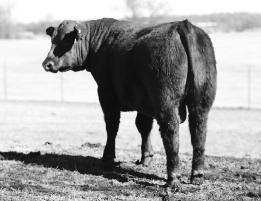 MS NSF HIGH YIELD G544 85 28 % 28 % 36 % 116 49 1 2.2 73 121 20 6 14 9 11 0.18 0.23 45-0.11 0.01 You have to love the length of spine on this bull.