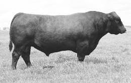 BROWNCHEROKEE R125 MS NEO-SHO PROOF M009 54 16 % 1 30 % 125 51 9-5 56 90 25 6 12 7 11 0.39-0.02 16 0.18 0 Throw away those calf pullers. Check out the calving ease genetics that this bull offers.