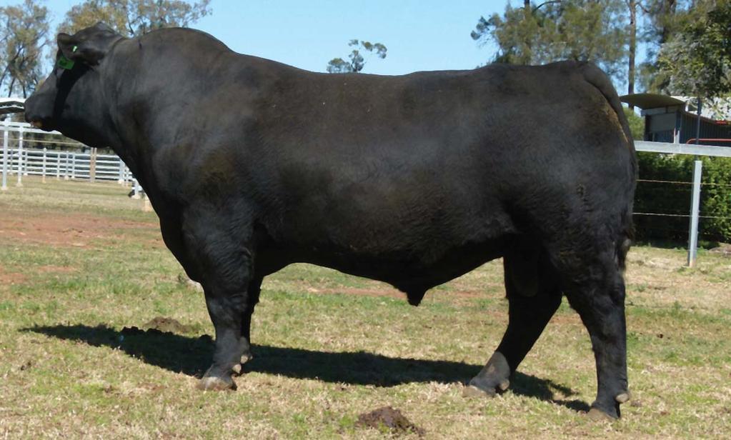 3 Frame Raff angus Queensland bred Angus with