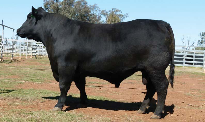 composite 154 Black Beef154 Bulls angus