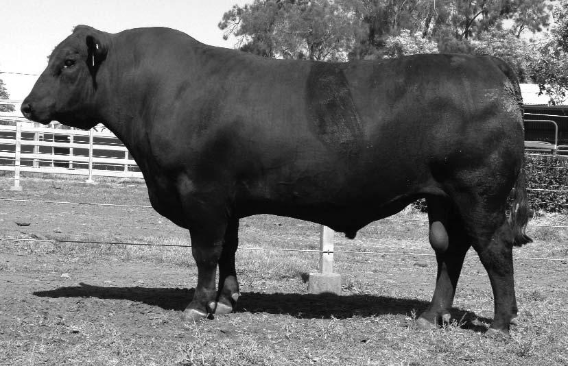 REFERENCE JOINING SIRES RAFF DEFENDER D218 26/07/2008 RAFF DEFENDER D218 is a flush brother to the $21,000 and $18,000 high selling bulls at our 2009 Bull Sale and to our stud sire Raff Distinction