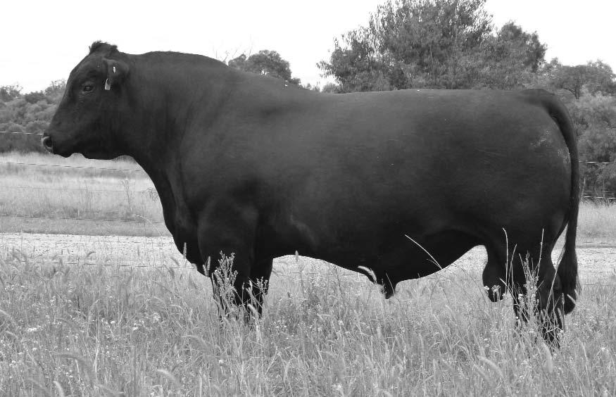 He is a magnificent beef bull that weighs heavy, has excellent skin type, extra bone, great capacity and overall balance.