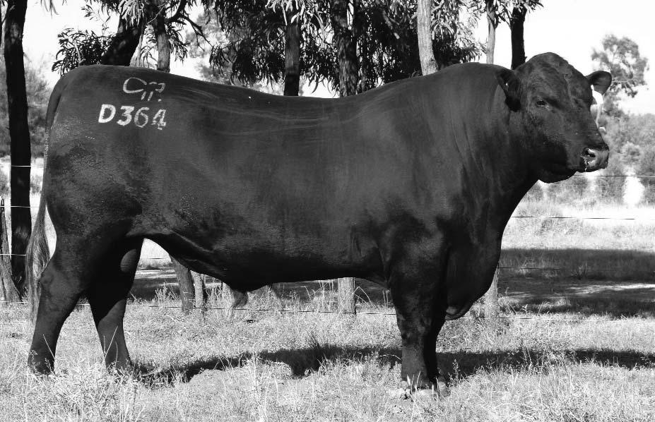 REFERENCE JOINING SIRES RAFF DICTATOR D364 17/10/2008 RAFF DICTATOR D364 is a massive 64 inch son of Hoff Lady Durham by the old breed legend Leachman Prompter.