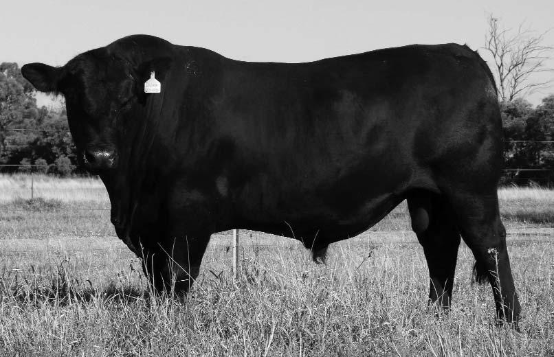 His progeny have the extra neck extension, growth and lovely shoulder setting of their sire - his daughters should make wonderful cows. 10 sons sell.