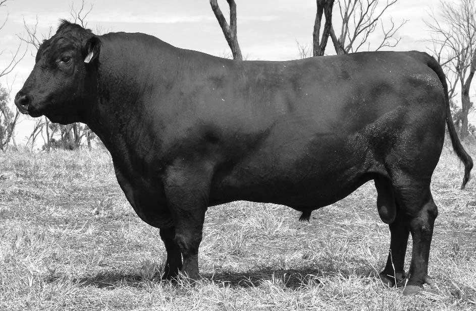 He is one of six sons of the great Hoff Moriah 822 that we have retained for stud sires.