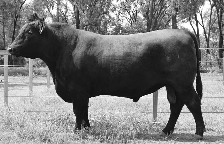 REFERENCE JOINING SIRES RAFF ENTICER E66 17/03/2009 RAFF ENTICER E66 is sired by the breeds leading maternal sire TC Dividend - a bull Drew Uden of the famous TC Ranch in USA told us in 2008 he was